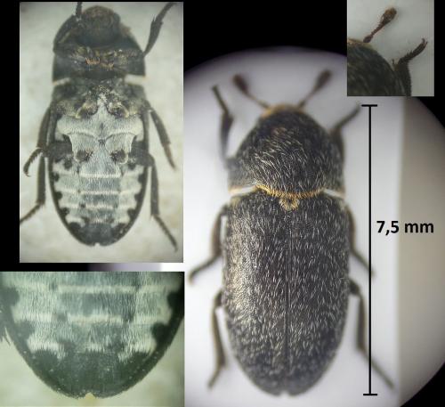 Dermestes sp.